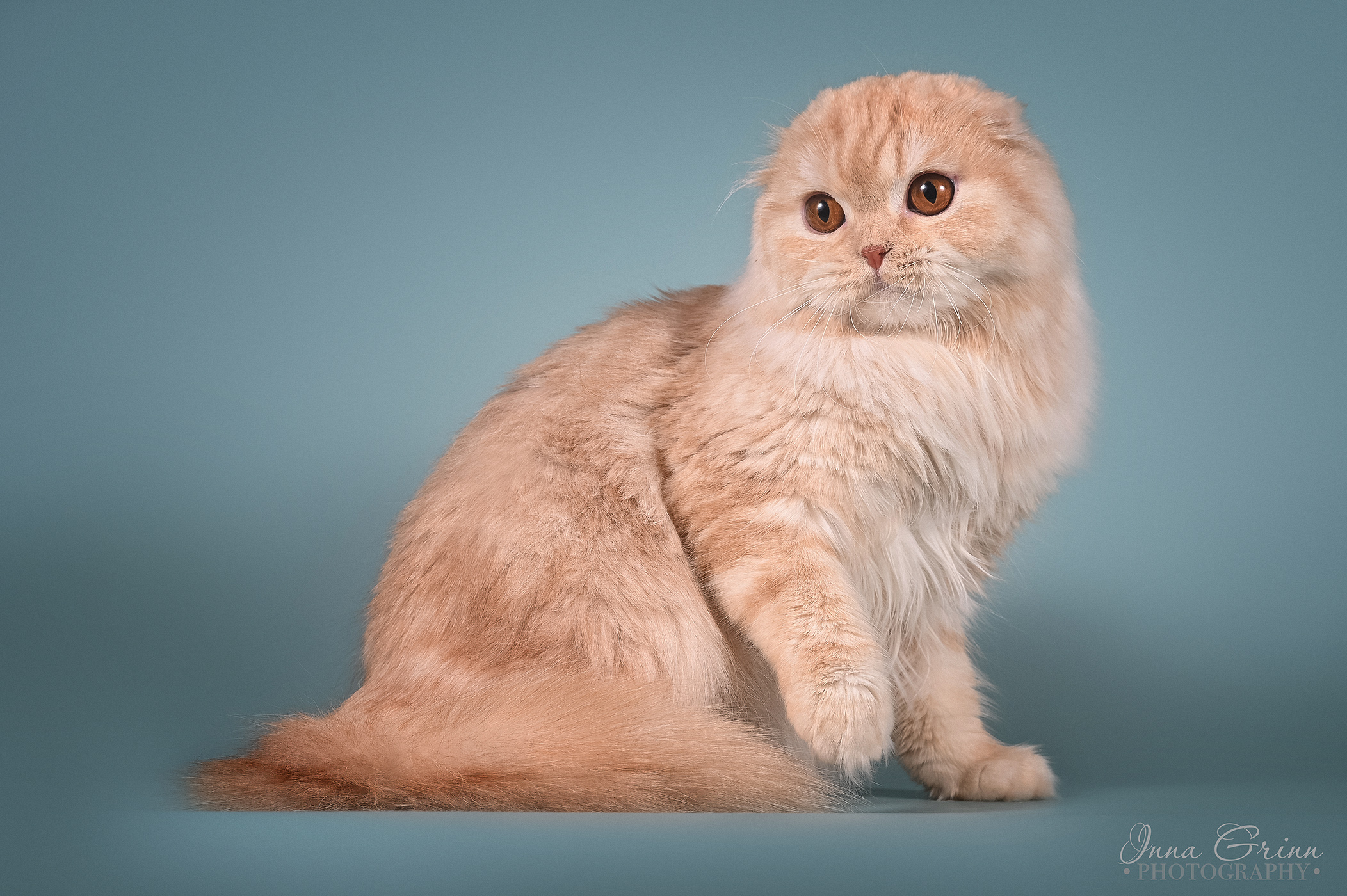 CH. SANSA ART LALELLE